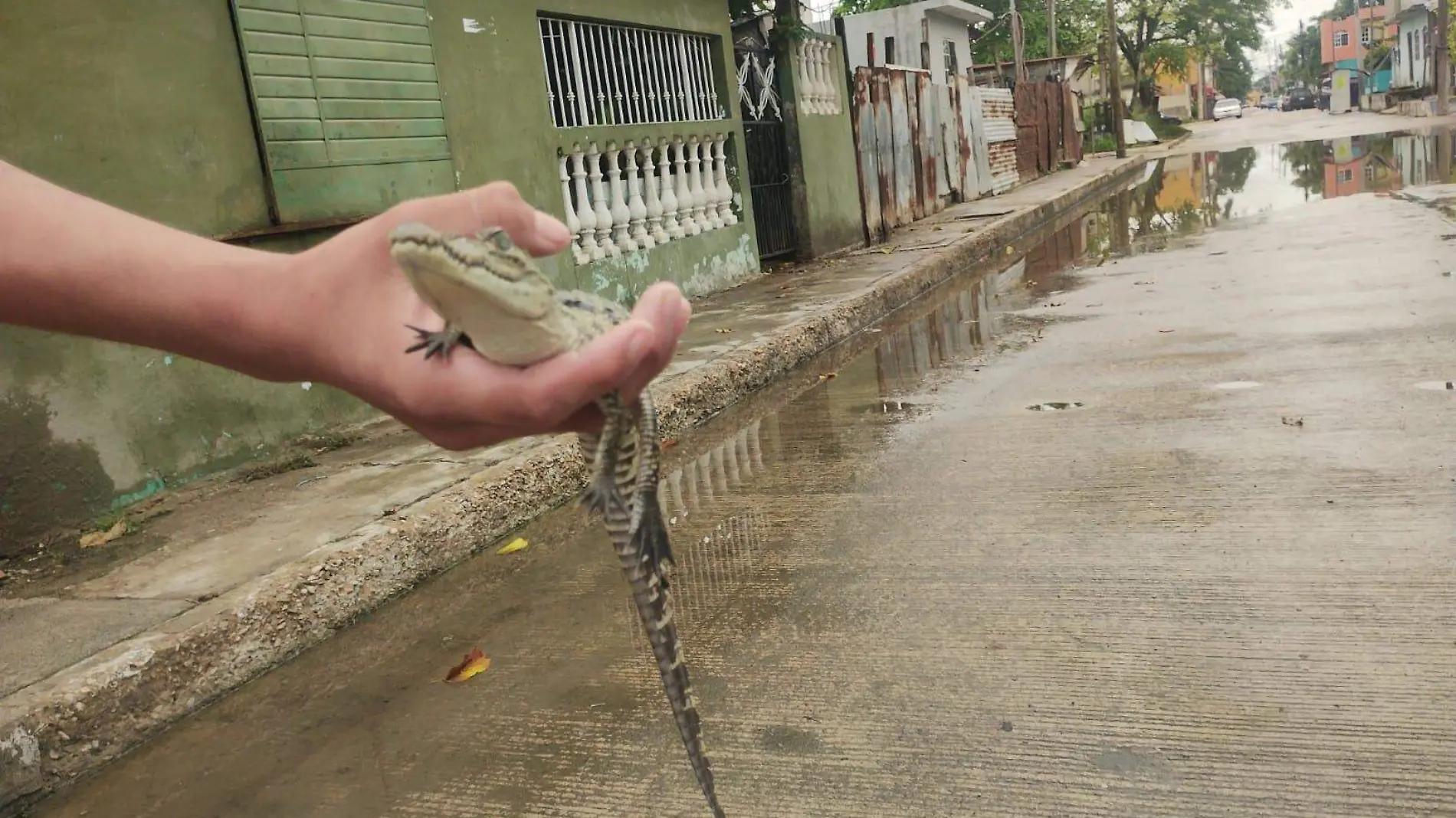 Cocodrilos invaden colonias en Tampico y Madero: Seduma y Profepa buscan soluciones